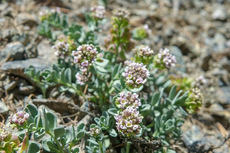 Aethionema thomasianum photo 4