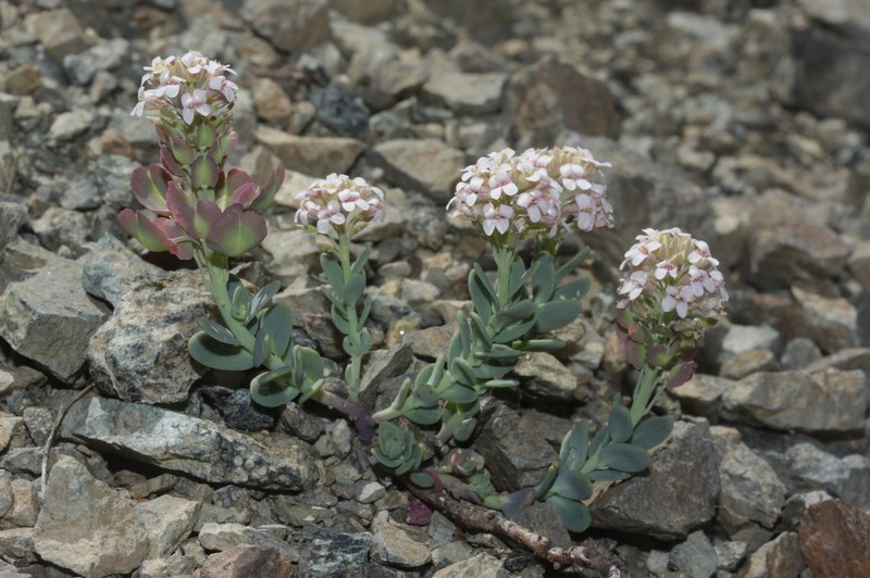Aethionema thomasianum photo 5