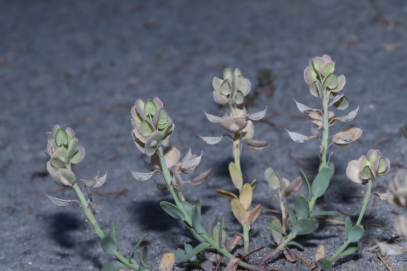Aethionema thomasianum photo 6