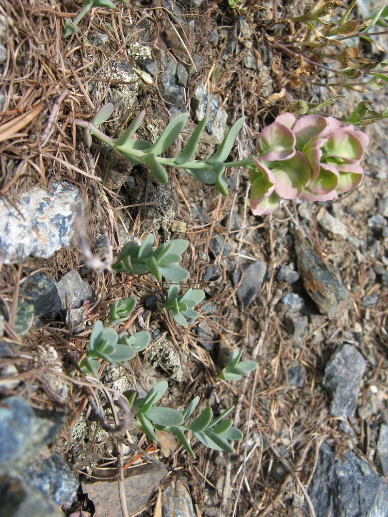 Aethionema thomasianum photo 8