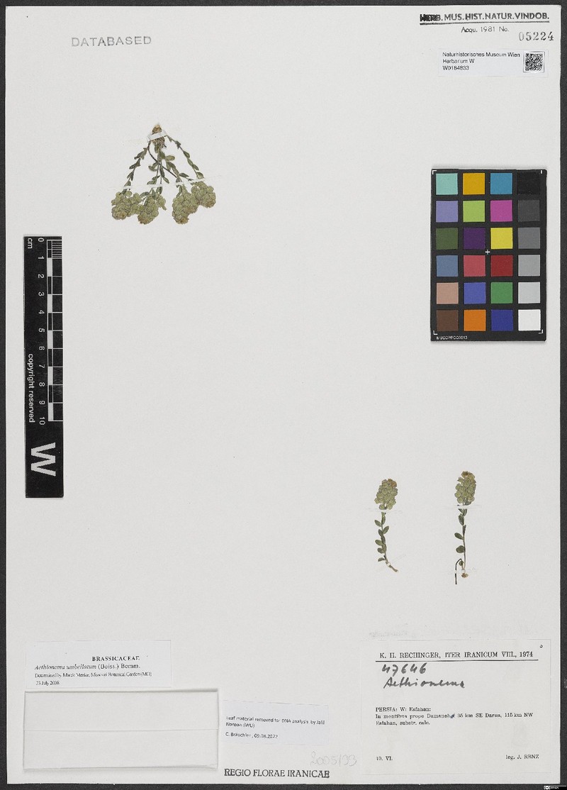 Aethionema umbellatum photo 2