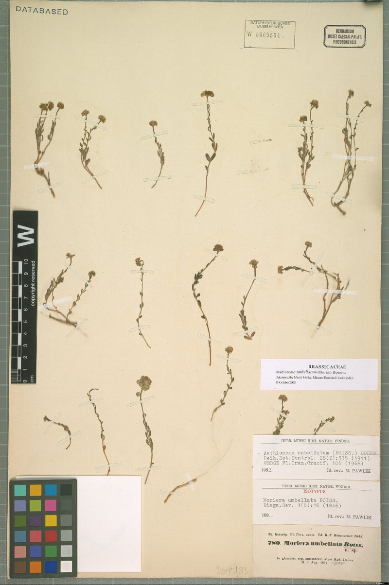 Aethionema umbellatum photo 3