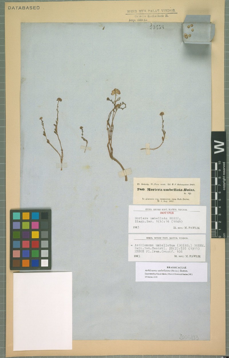 Aethionema umbellatum photo 4