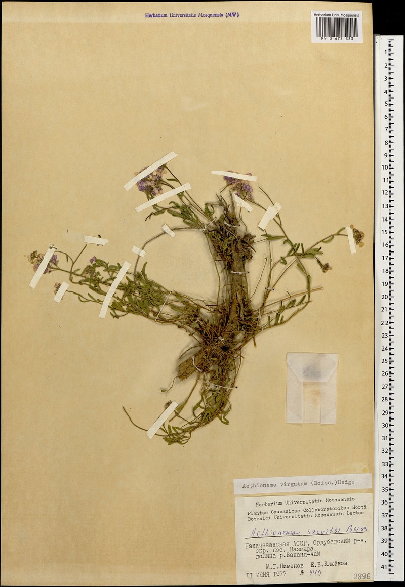 Aethionema virgatum