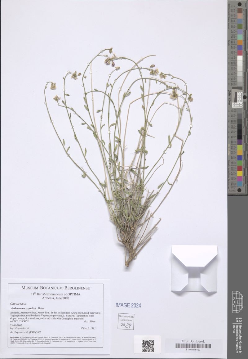 Aethionema virgatum photo 2