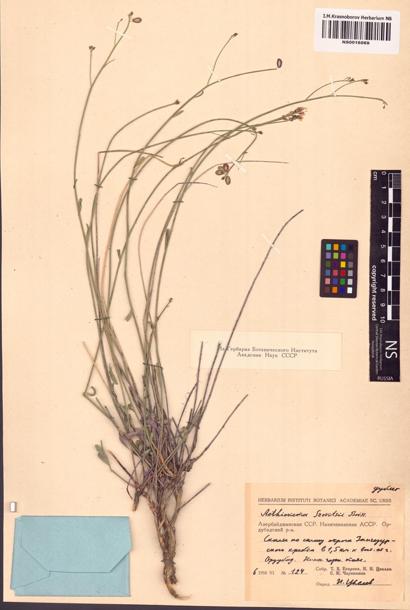 Aethionema virgatum photo 3