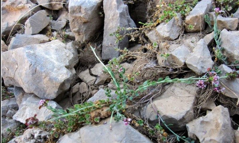 Aethionema zagricum