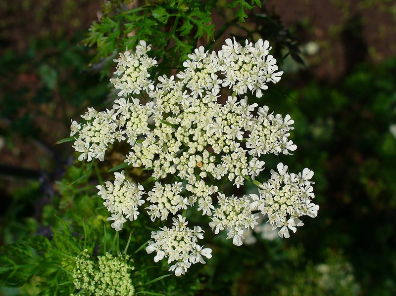 Fool's Parsley photo 2