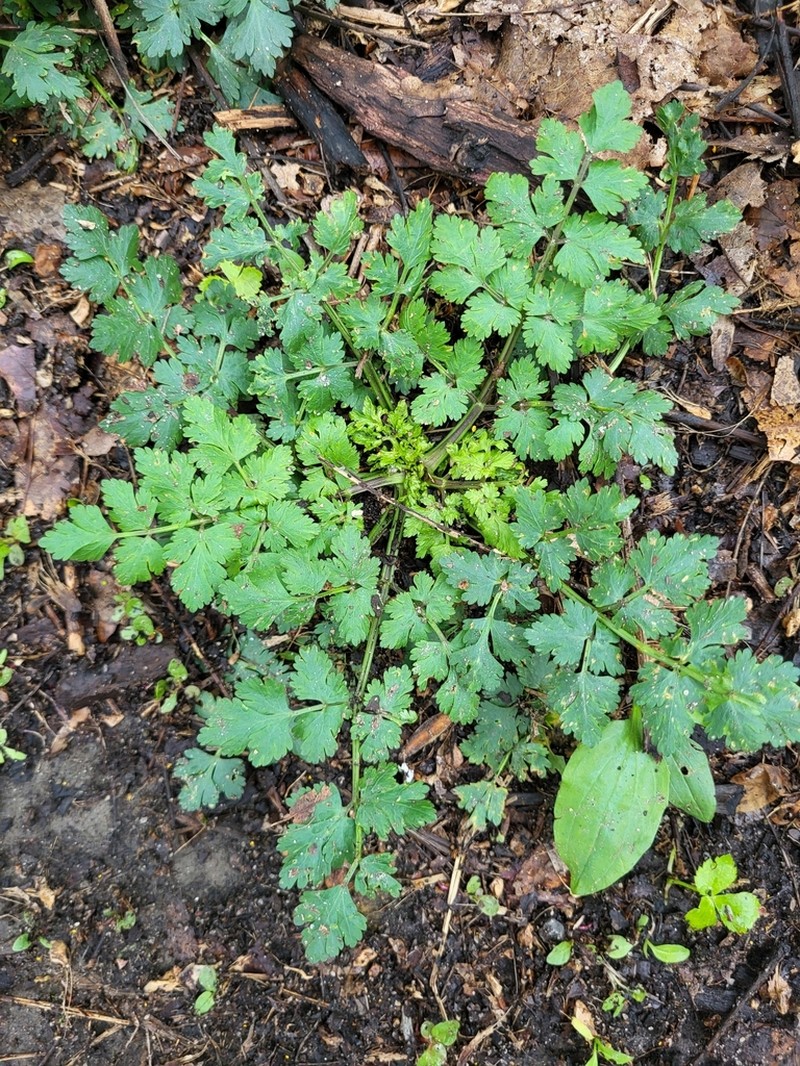 Fool's Parsley photo 3