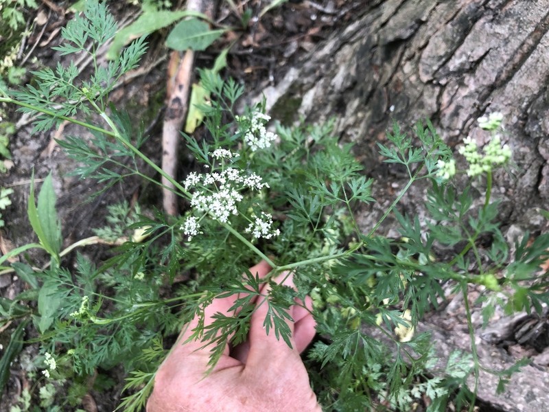 Fool's Parsley photo 4