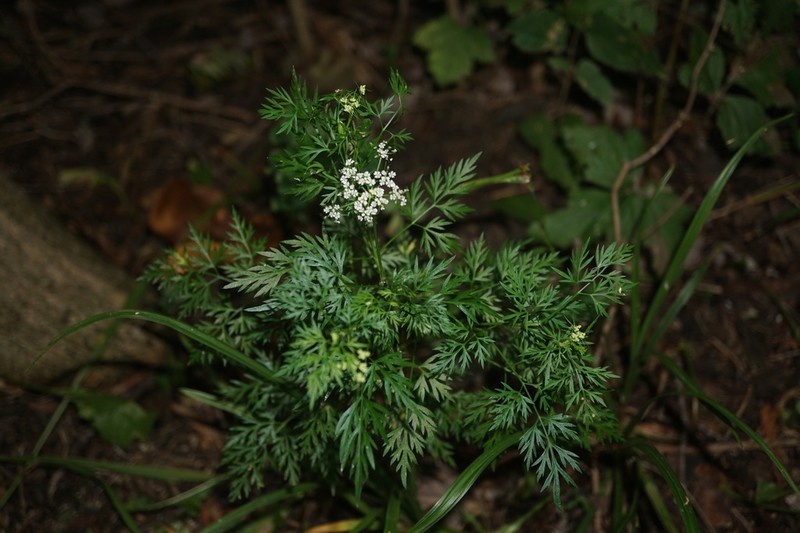 Fool's Parsley photo 5