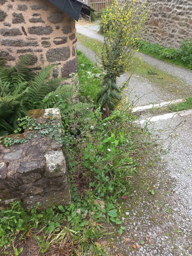 Fool's Parsley photo 6