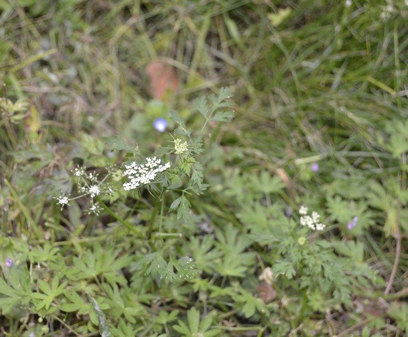 Fool's Parsley photo 7
