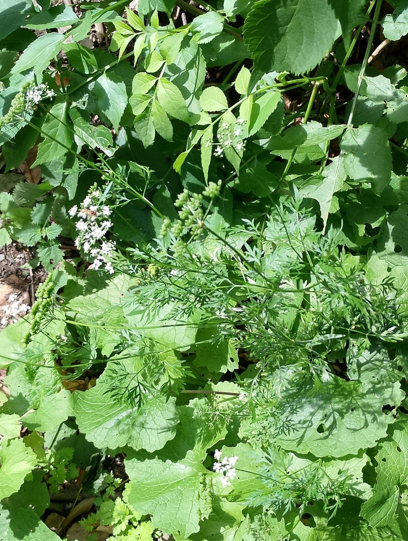 Fool's Parsley photo 8