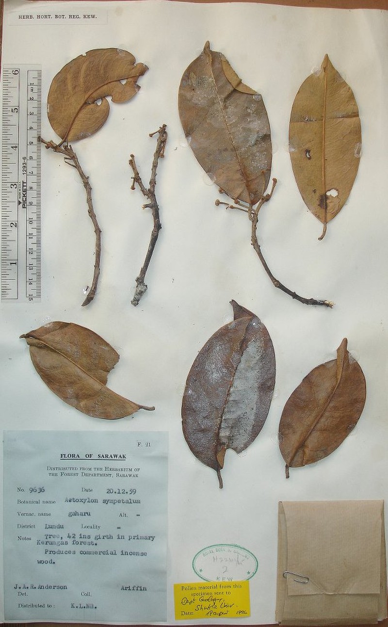 Aetoxylon sympetalum