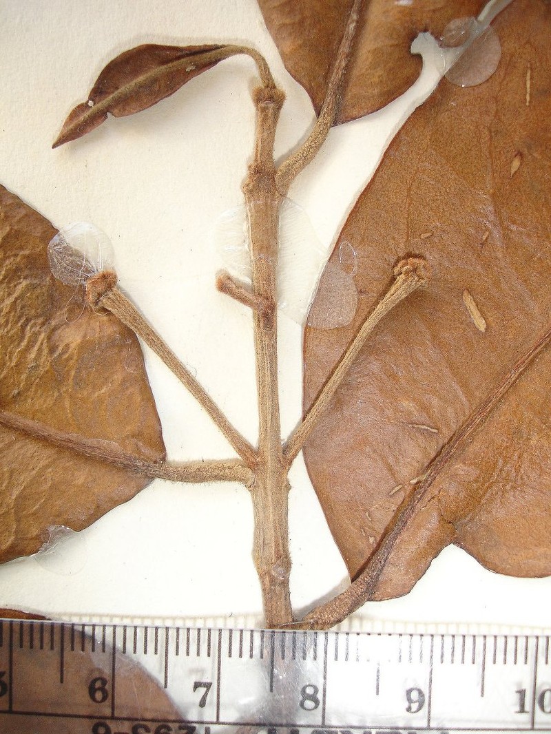Aetoxylon sympetalum photo 2