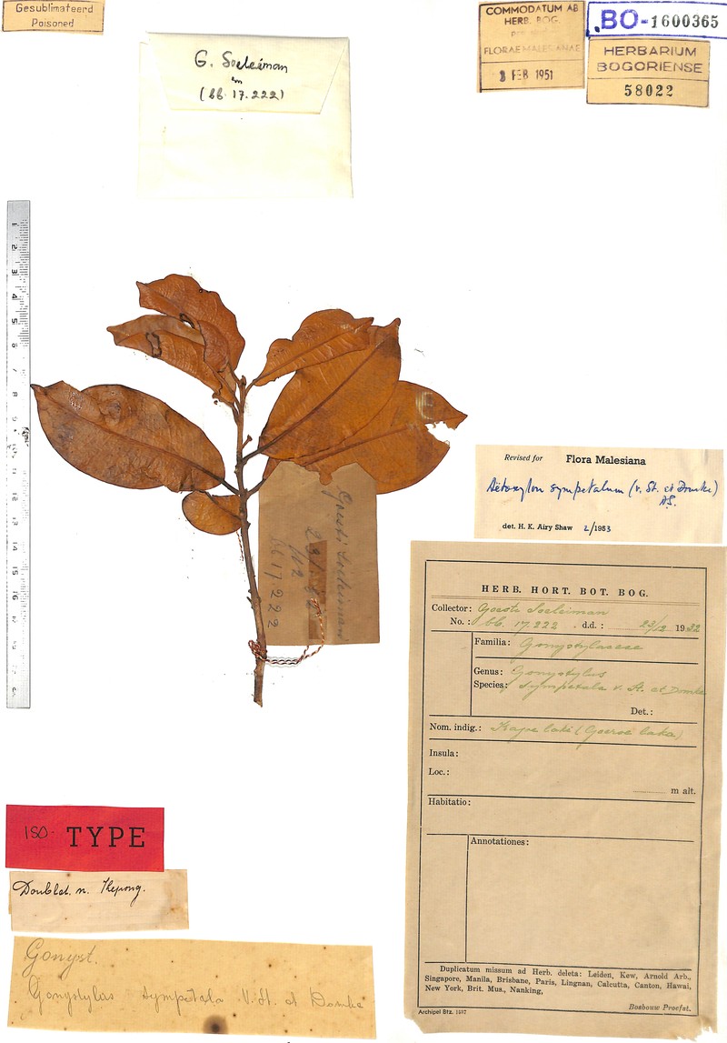 Aetoxylon sympetalum photo 3
