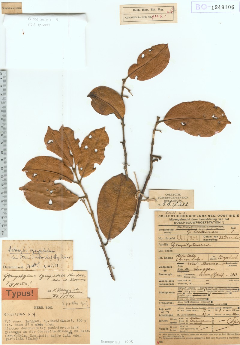 Aetoxylon sympetalum photo 4