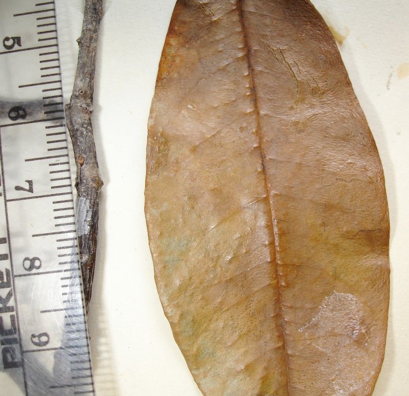 Aetoxylon sympetalum photo 5