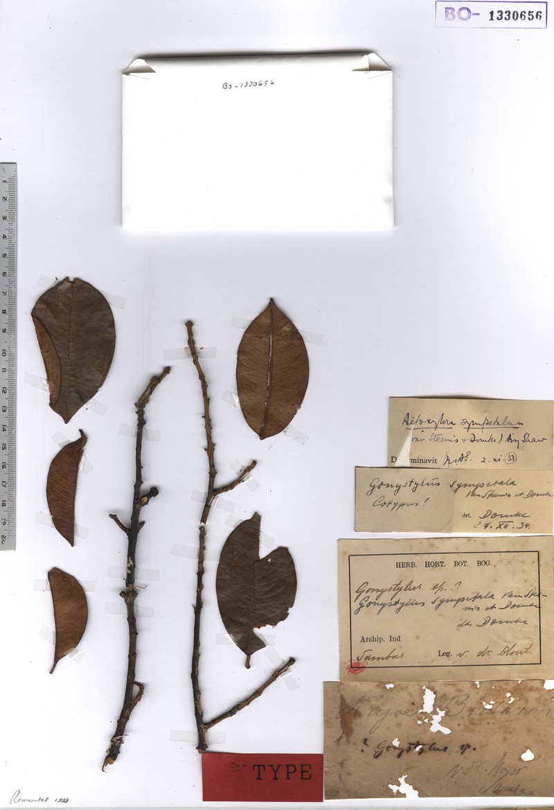 Aetoxylon sympetalum photo 6
