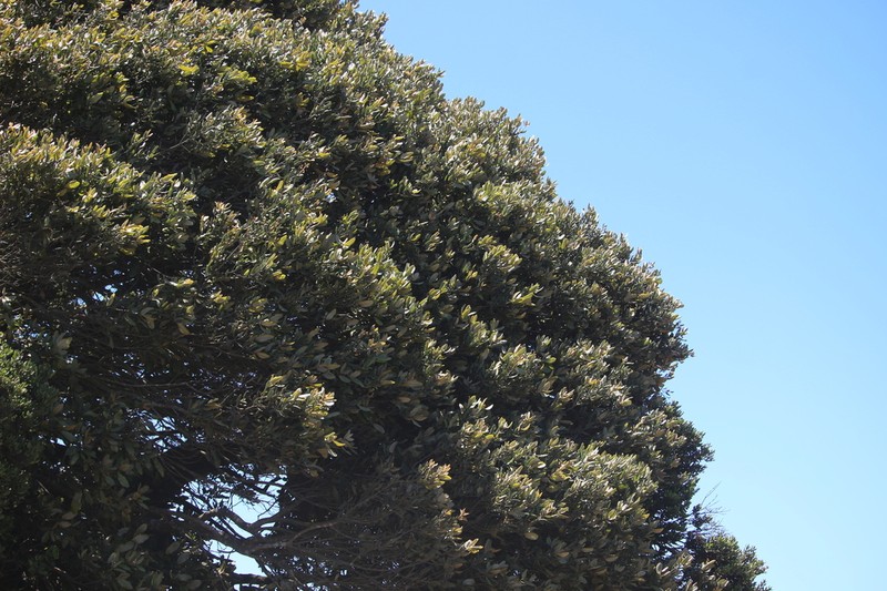 Aextoxicon punctatum photo 2