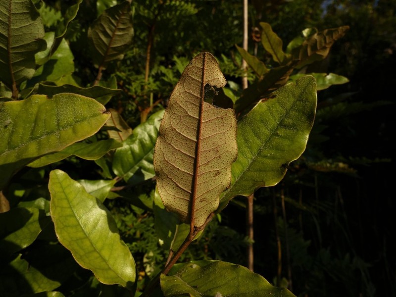 Aextoxicon punctatum photo 3