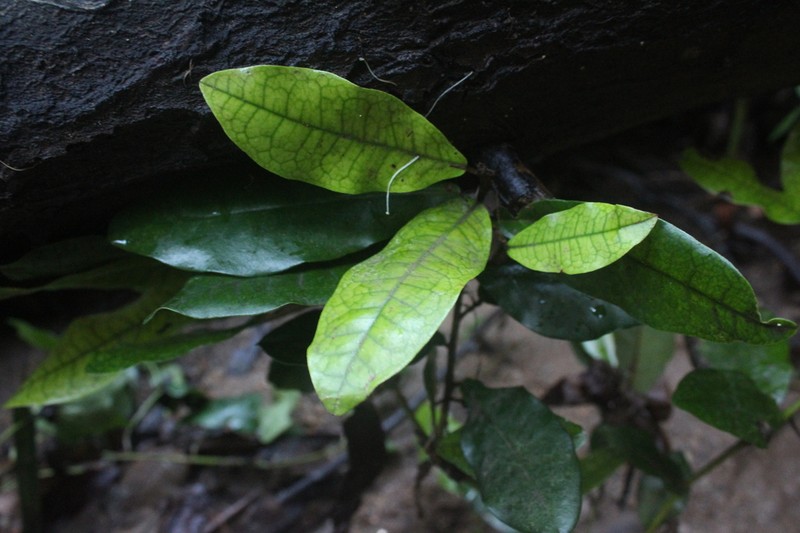 Aextoxicon punctatum photo 4