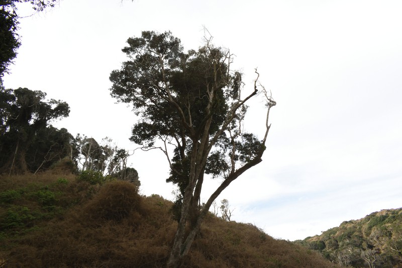 Aextoxicon punctatum photo 6