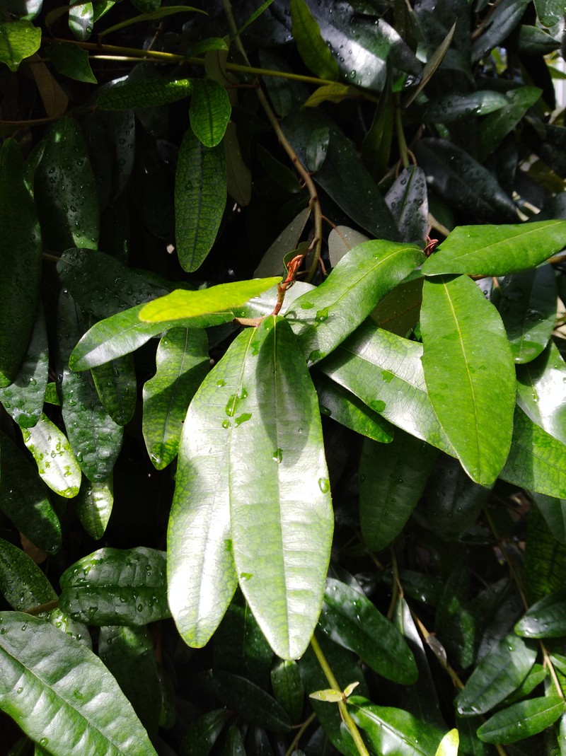 Aextoxicon punctatum photo 8