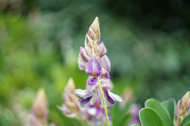 Afgekia mahidoliae
