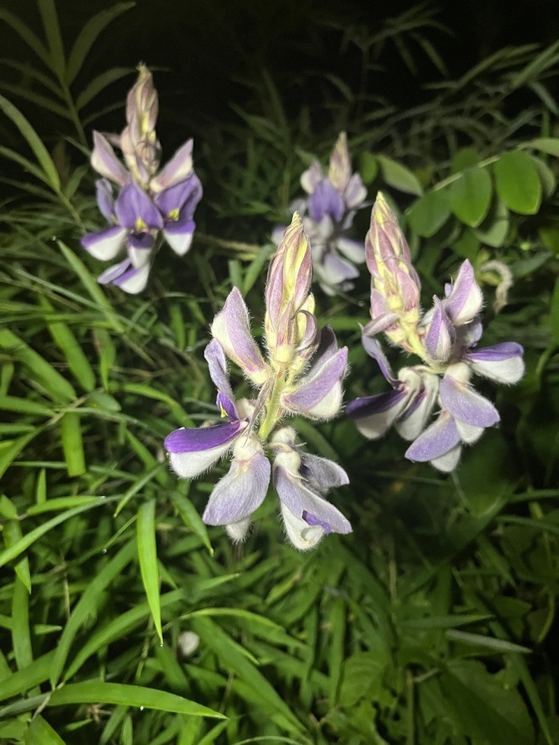 Afgekia mahidoliae photo 3