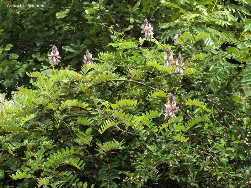 Afgekia sericea photo 4