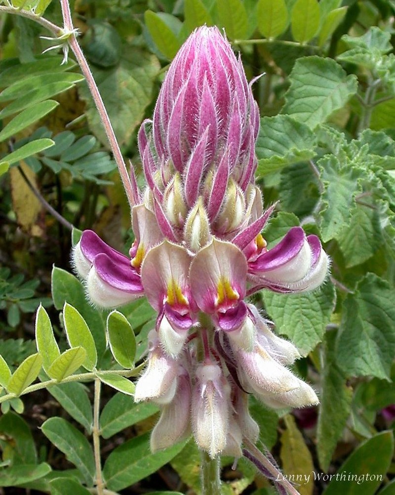 Afgekia sericea photo 6