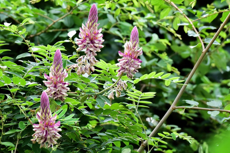 Afgekia sericea photo 7