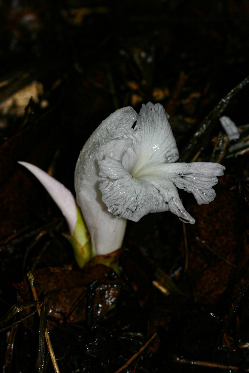 Aframomum albiflorum photo 3