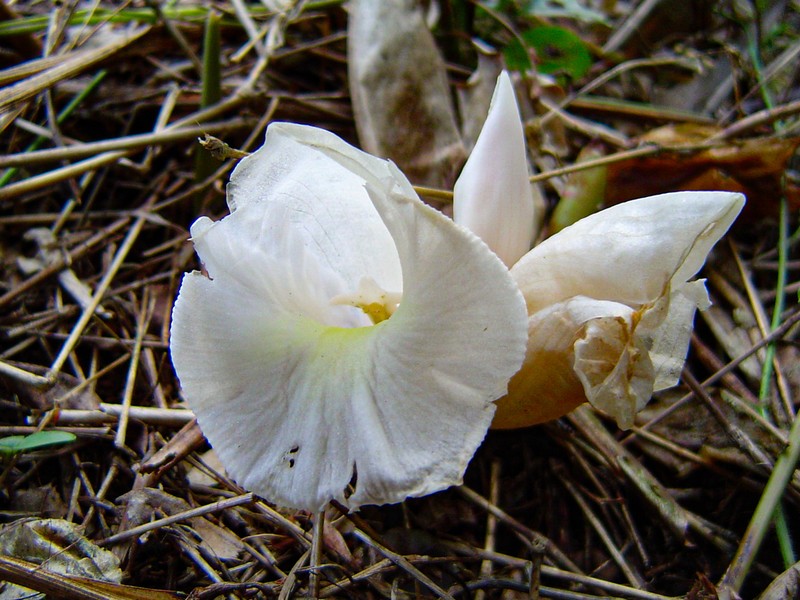 Aframomum albiflorum photo 4