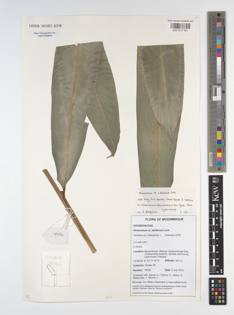 Aframomum albiflorum photo 5