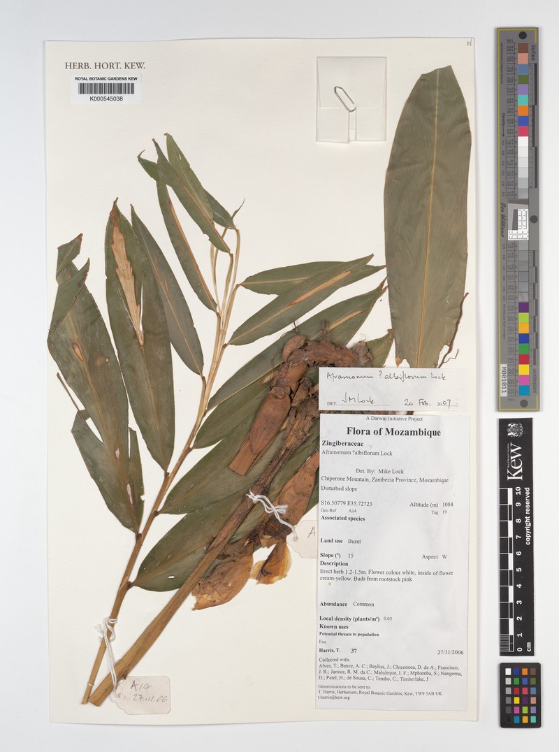 Aframomum albiflorum photo 6