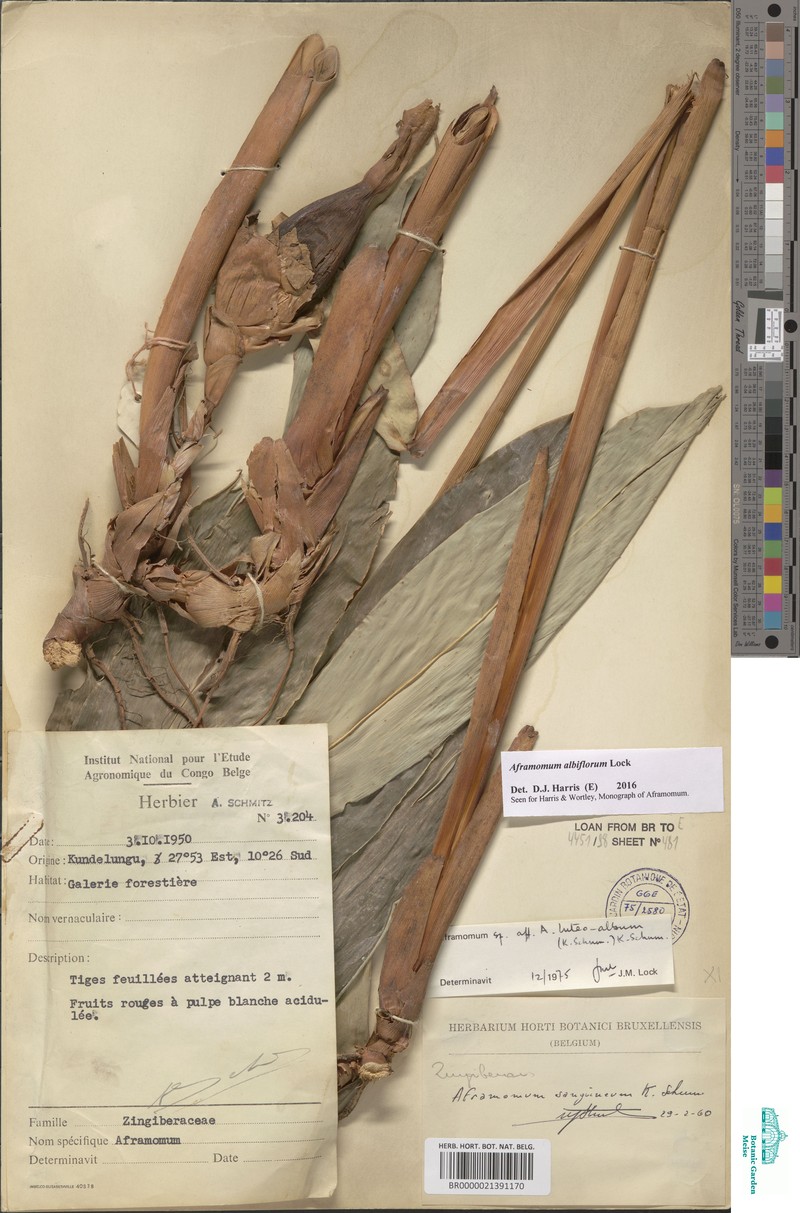 Aframomum albiflorum photo 7