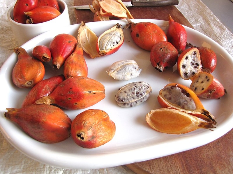 Aframomum alboviolaceum