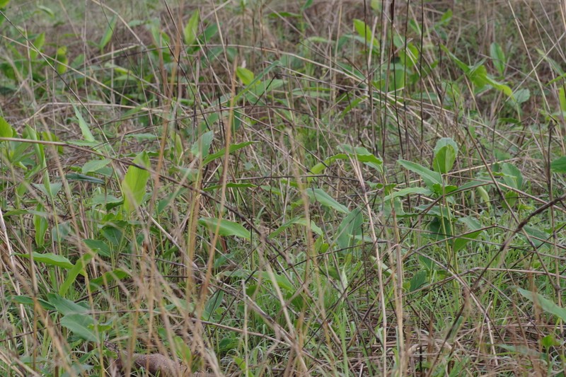 Aframomum alboviolaceum photo 2