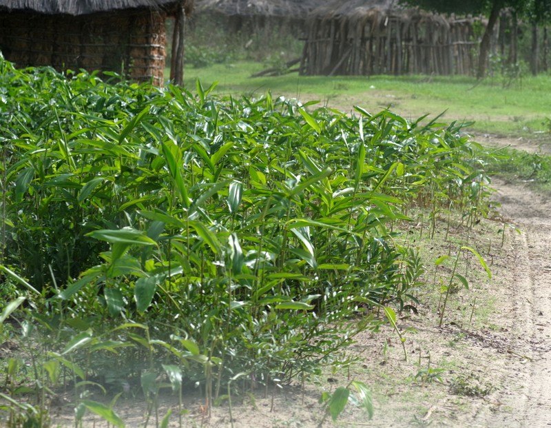 Aframomum alboviolaceum photo 3