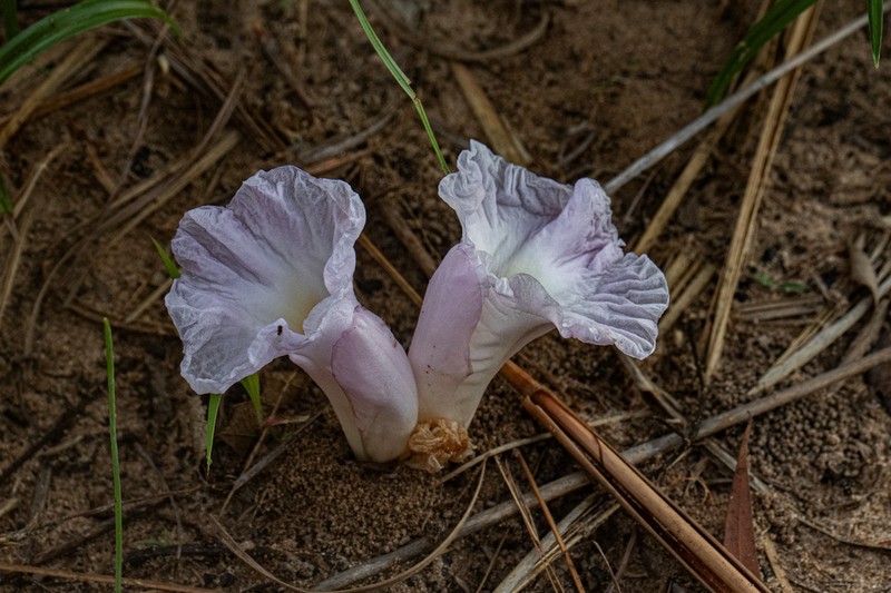 Aframomum alboviolaceum photo 8