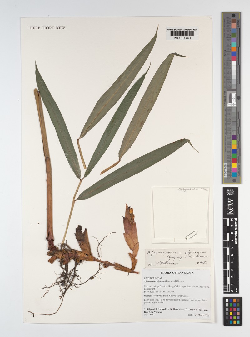 Aframomum alpinum