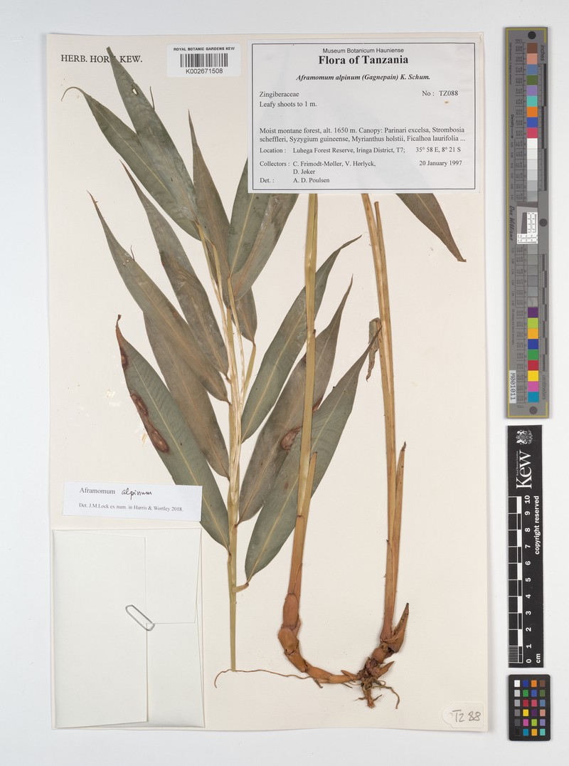 Aframomum alpinum photo 2