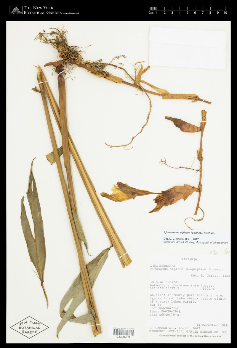 Aframomum alpinum photo 3