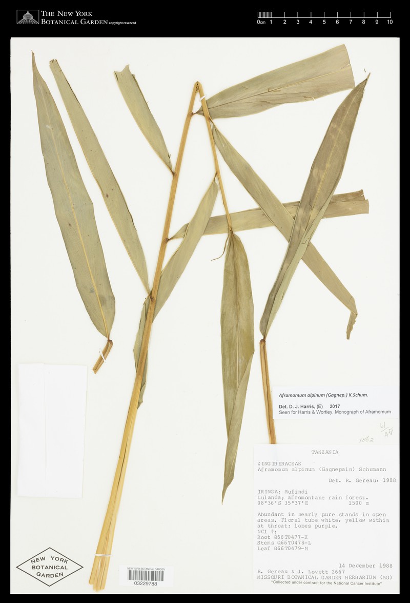 Aframomum alpinum photo 4