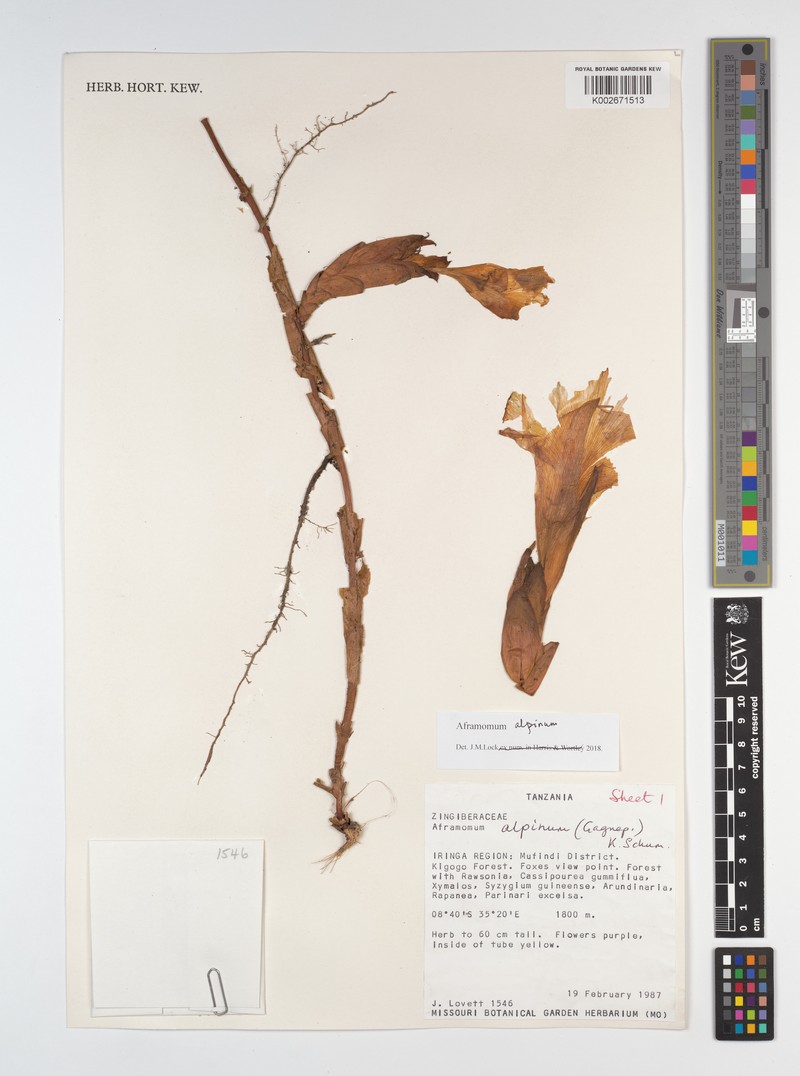 Aframomum alpinum photo 5