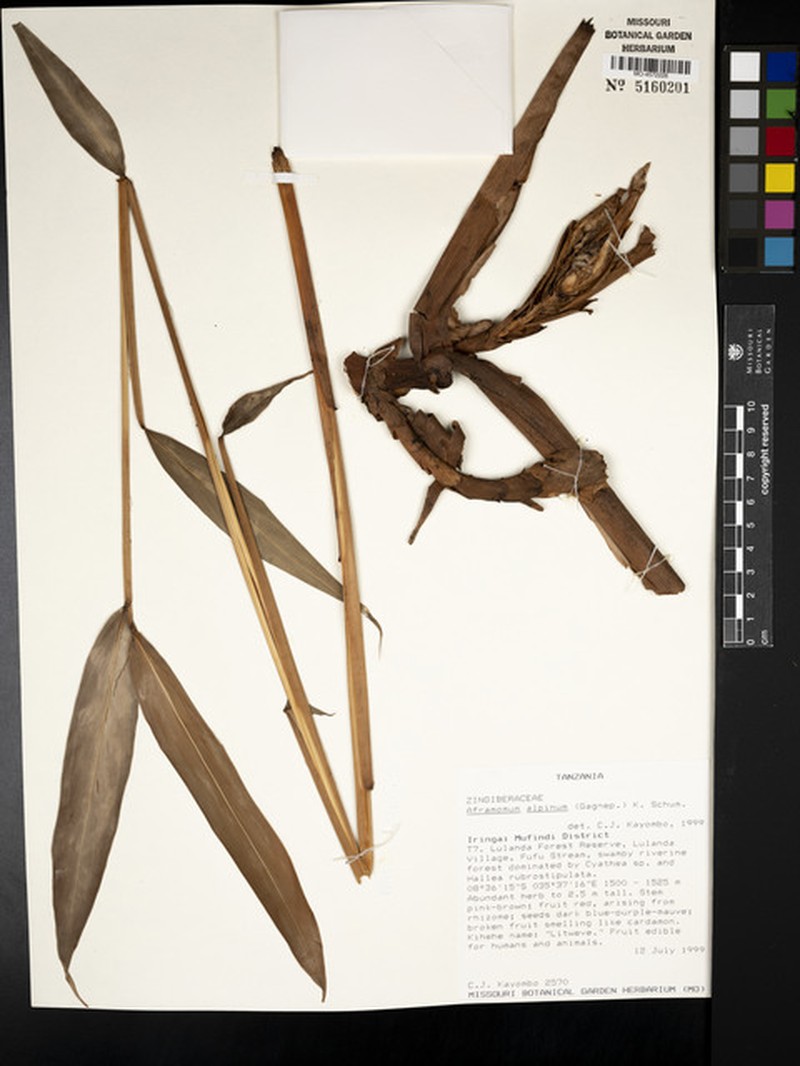 Aframomum alpinum photo 6