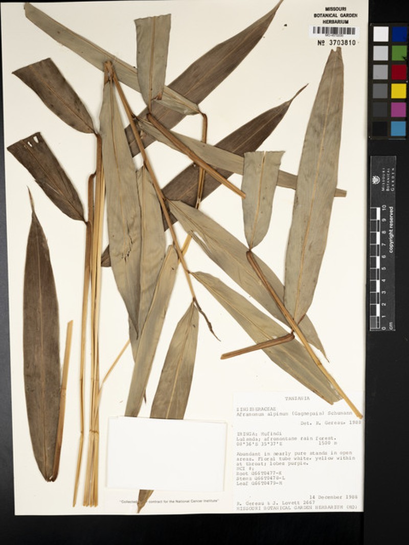 Aframomum alpinum photo 8